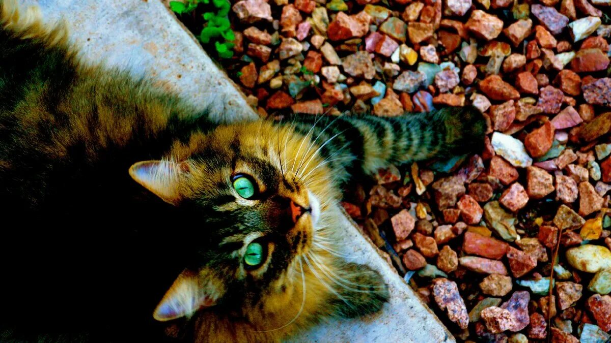 Котенок с зелеными глазами фото Кот. Татьяна Августова Дзен