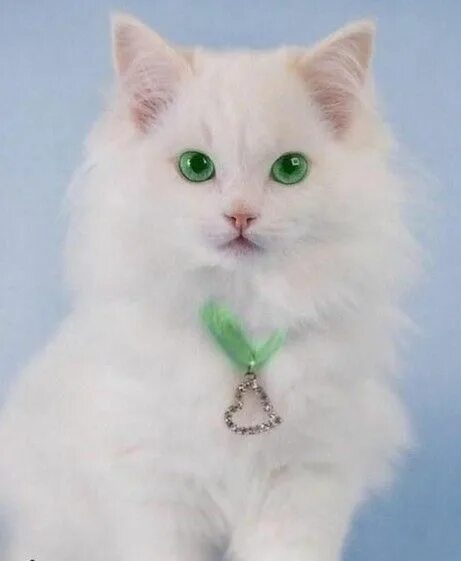Котенок с зелеными глазами фото Pin by Pascaline Soen on Les chats Beautiful cats, Cute cats, Cat behavior