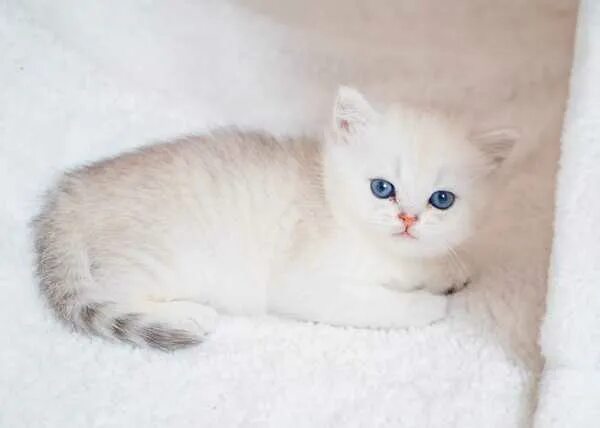 Котенок шиншилла фото короткошерстный котенок - Кошки - OLX.kz
