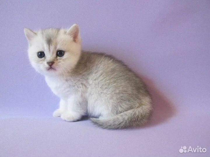 Котенок шиншилла фото Британская серебристая шиншилла котята купить в Белгороде Животные и зоотовары А