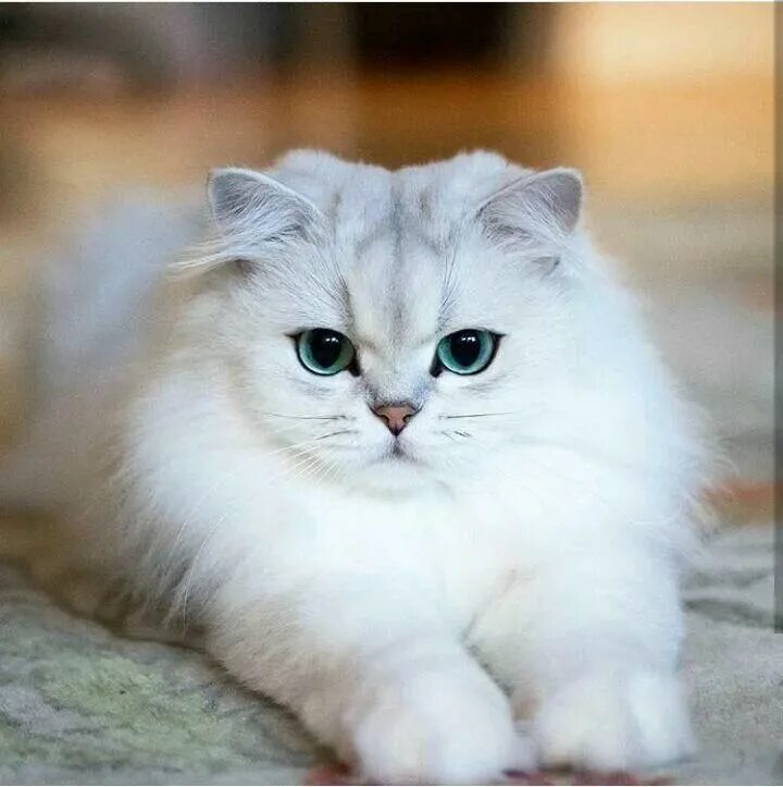 Котенок шиншилла фото Чудеса бывают Милые котики, Сумасшедшие кошки, Очаровательные котята