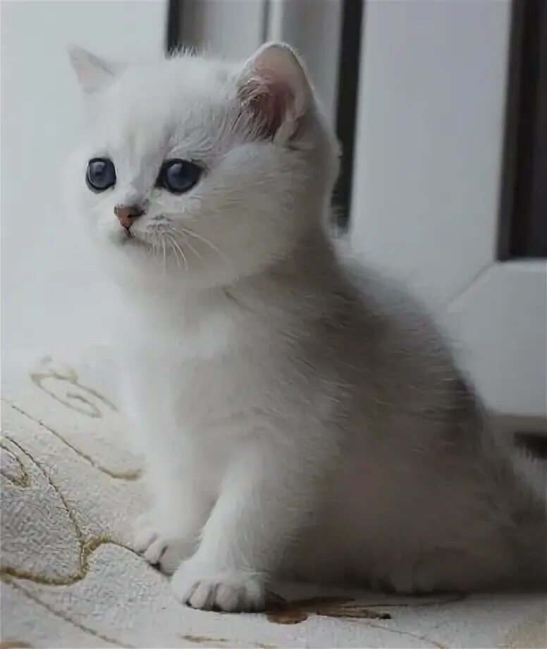 Котенок шиншилла фото Кошка Британские в Карагандинская область - OLX.kz