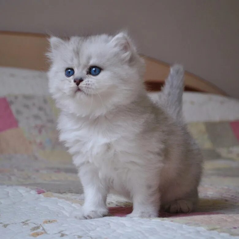 Котенок шиншилла фото Котята британской серебристой шиншиллы - купить в Москве, цена 10 000 руб., прод