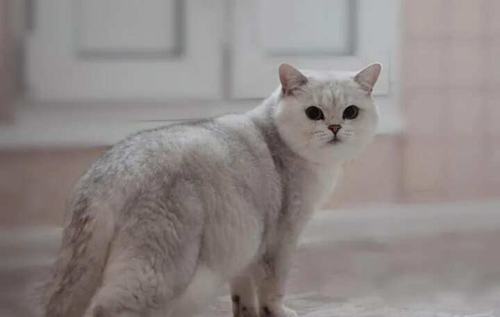 Котенок шиншилла фото Британские шиншиллы скидка к 8 марта - купить в Омске, цена 15 000 руб., продано