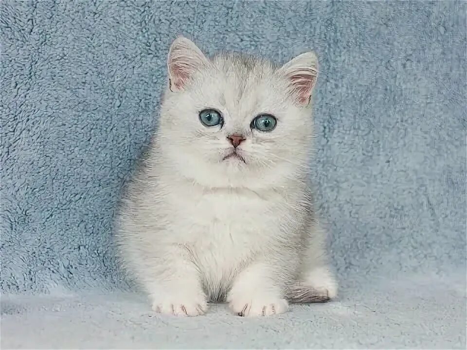 Котенок шиншилла фото цена Британские котята,серебристые шиншиллы. - YouTube