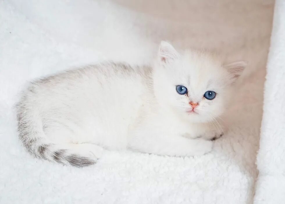 Котенок шиншилла фото цена Шиншиллы котята обмен на компьютер - Доска бесплатных объявлений Mur.tv