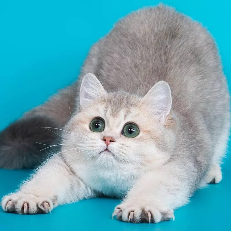 Котенок шиншилла фото цена питомник британских кошек