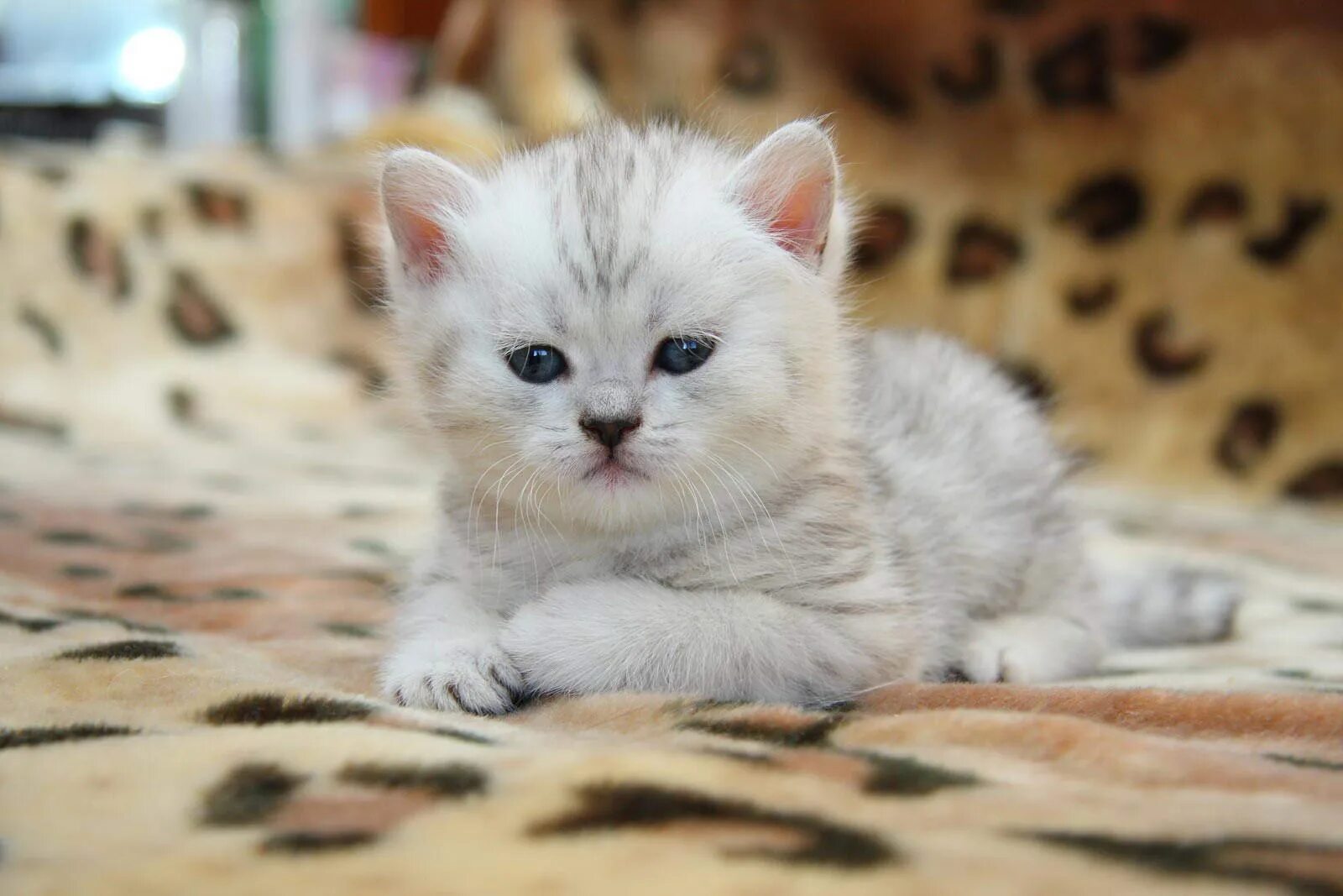 Котенок шиншилла фото цена Серая шиншилла котенок - картинки и фото koshka.top