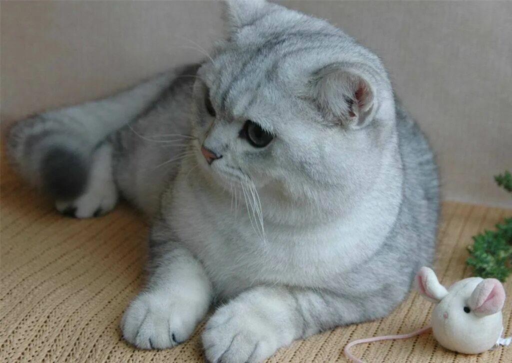 Котенок шиншилла фото цена Шиншиллы британские или шотландские 22 кота