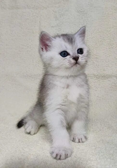 Котенок шиншилла фото цена Котенок серебристая шиншилла 56 фото - ZooClever.ru