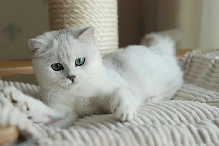 Котенок шиншилла фото цена Épinglé par Andromeda Savoyskaya sur Cute