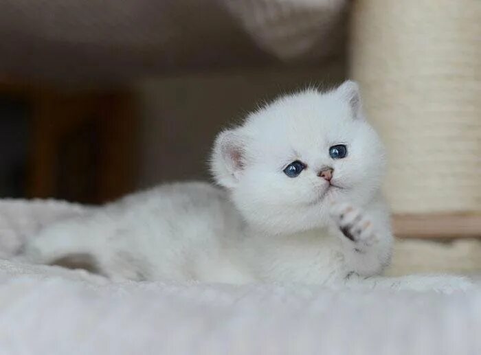 Котенок шиншилла фото цена Британские котята Шоколад Золотистые Серебристые - купить в Москве, цена 25 000 