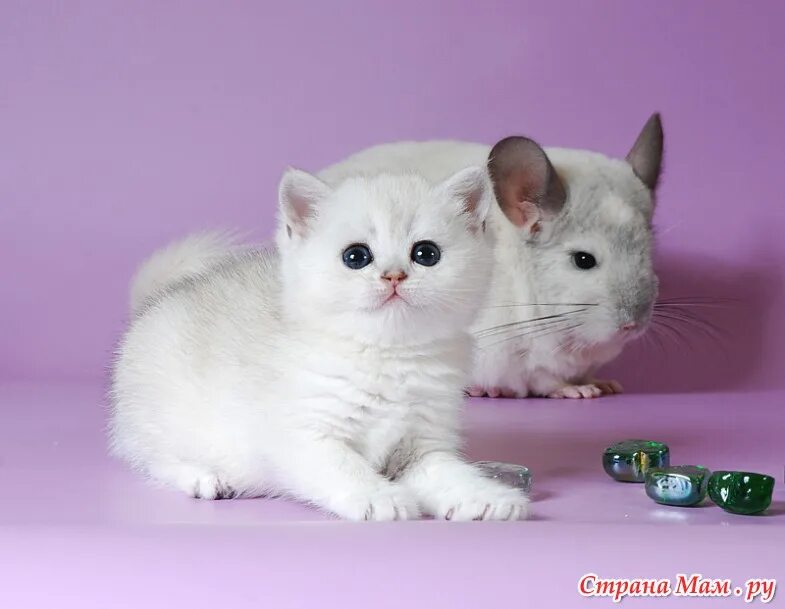 Котенок шиншилла фото цена Фото: фотография в альбоме Шиншиллы "кошки - мышки" - Страна Мам