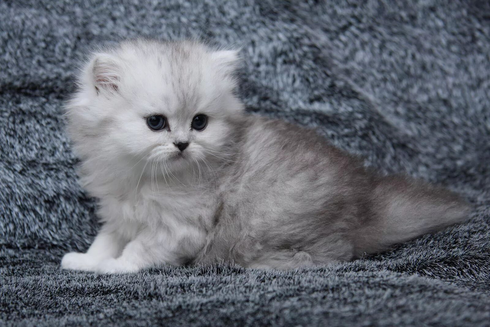 Котенок шиншилла фото цена Котенок девочка британская короткошерстная (британка) черная серебристая затушев