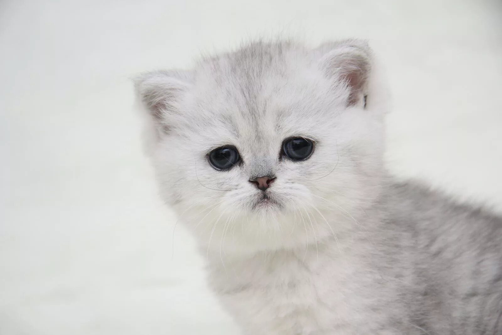 Котенок шиншилла фото цена Котенок девочка британская короткошерстная (британка) черная серебристая затушев