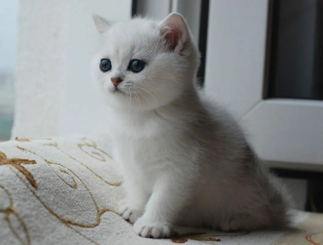 Котенок шиншилла фото цена Серебристые котята фото: найдено 90 картинок