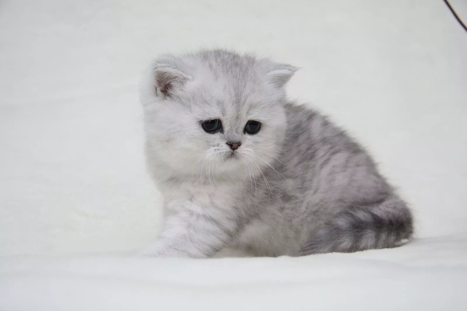 Котенок шиншилла фото цена Котенок девочка британская короткошерстная (британка) черная серебристая затушев