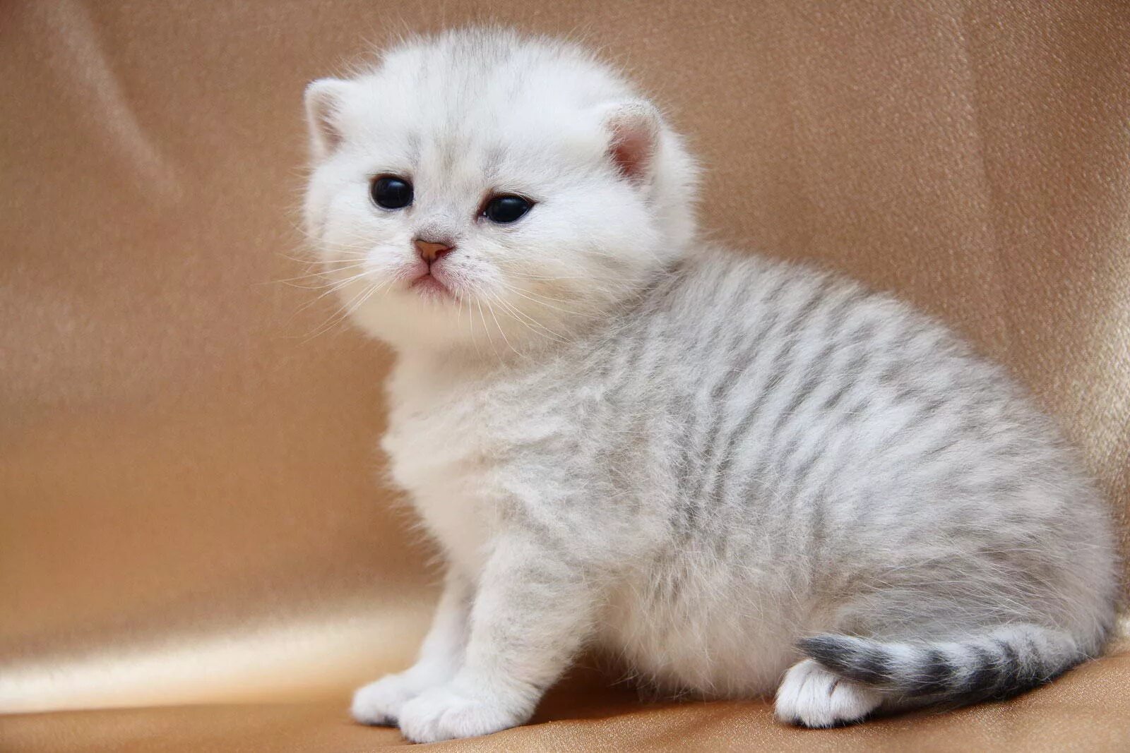 Котенок шиншилла фото цена Котенок девочка британская короткошерстная (британка) черная серебристая затушев