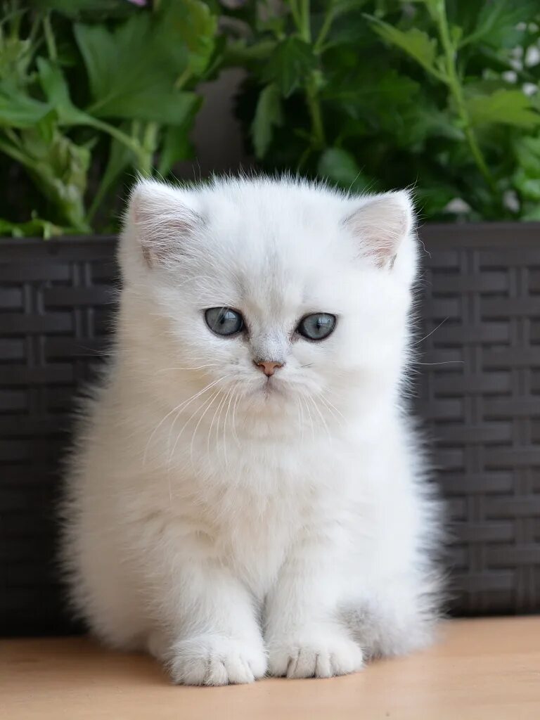 Котенок шиншилла фото цена Мальчик серебристая шиншилла