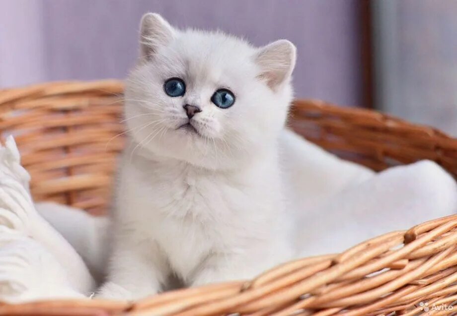 Котенок шиншилла фото цена Розовая шиншилла кошка - картинки и фото koshka.top