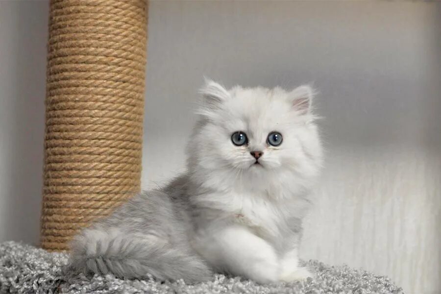 Котенок шиншилла фото цена Кошка шиншилла: описание породы, характер, особенности, фото, уход, цена