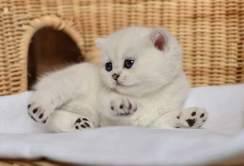 Котенок шиншилла фото цена Британские шиншиллы котята