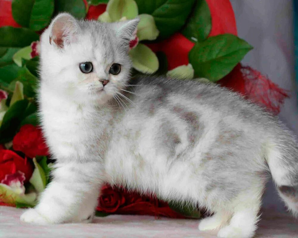 Котенок шиншилла фото цена Описание породы Британская шиншилла