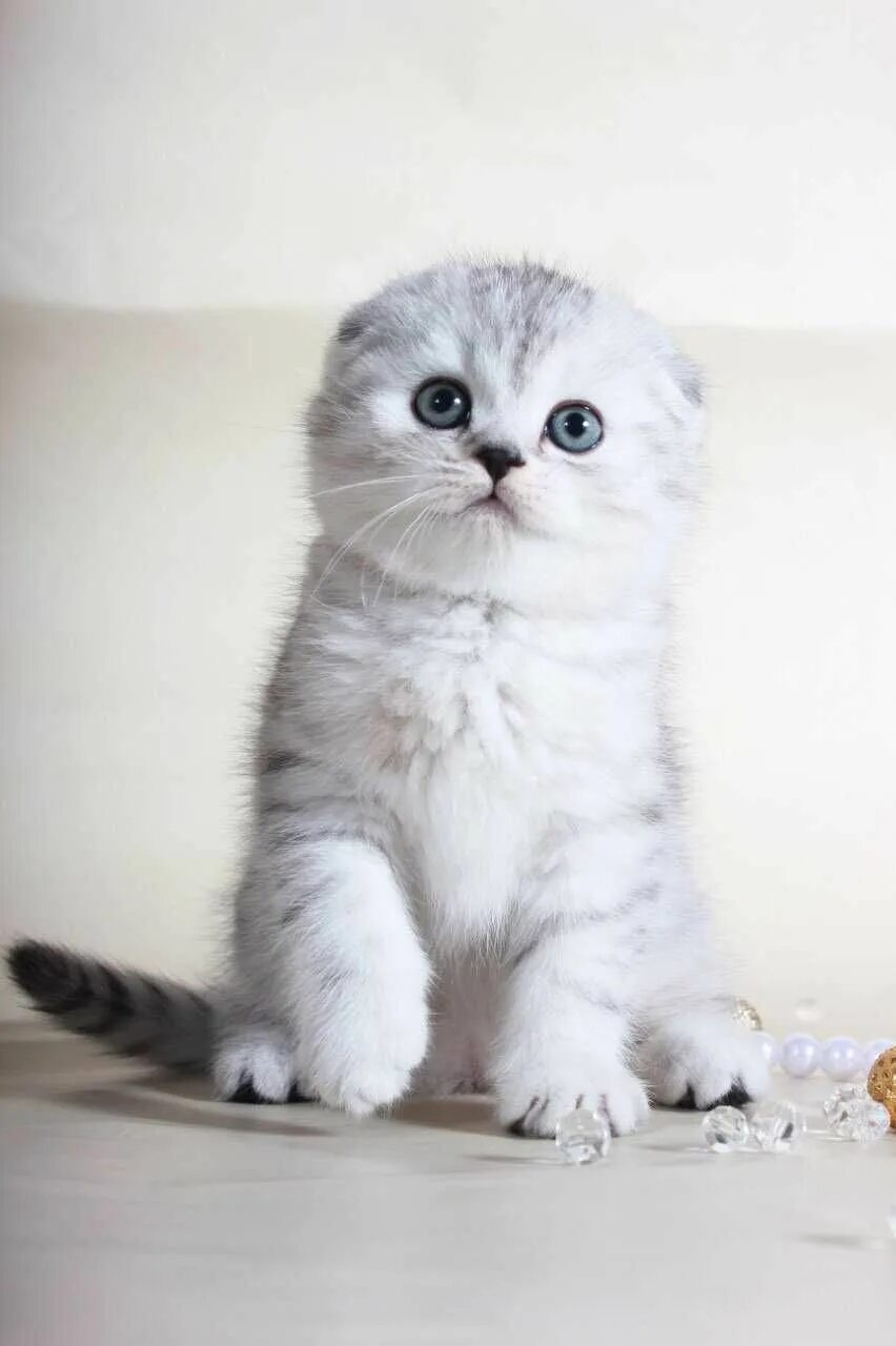 Котенок шиншилла фото вислоухий Шотландские шиншиллы котята: 25 000 тг. - Кошки Шымкент на Olx