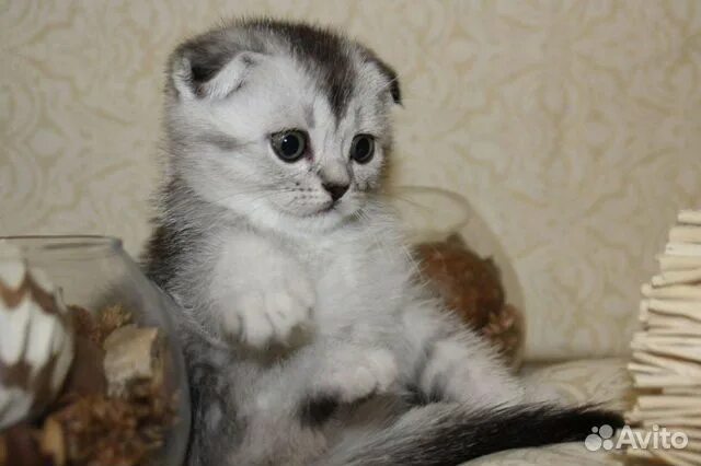Котенок шиншилла фото вислоухий Шотландский вислоухий котёнок купить в Ельце Животные и зоотовары Авито