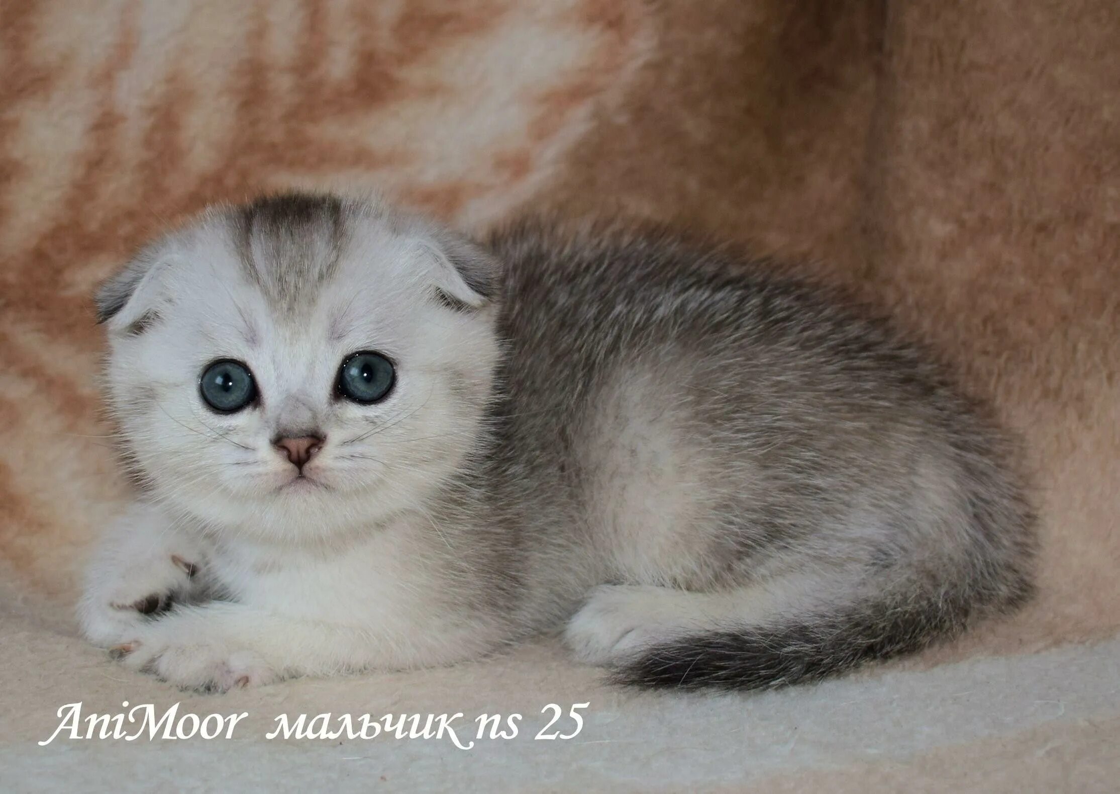 Котенок шиншилла фото вислоухий Шиншилла шотландская вислоухая кошка - Какой нос должен быть у шотландского коте