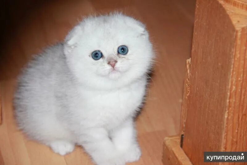 Котенок шиншилла фото вислоухий котята вислоухие серебристой шиншиллы в Санкт-Петербурге