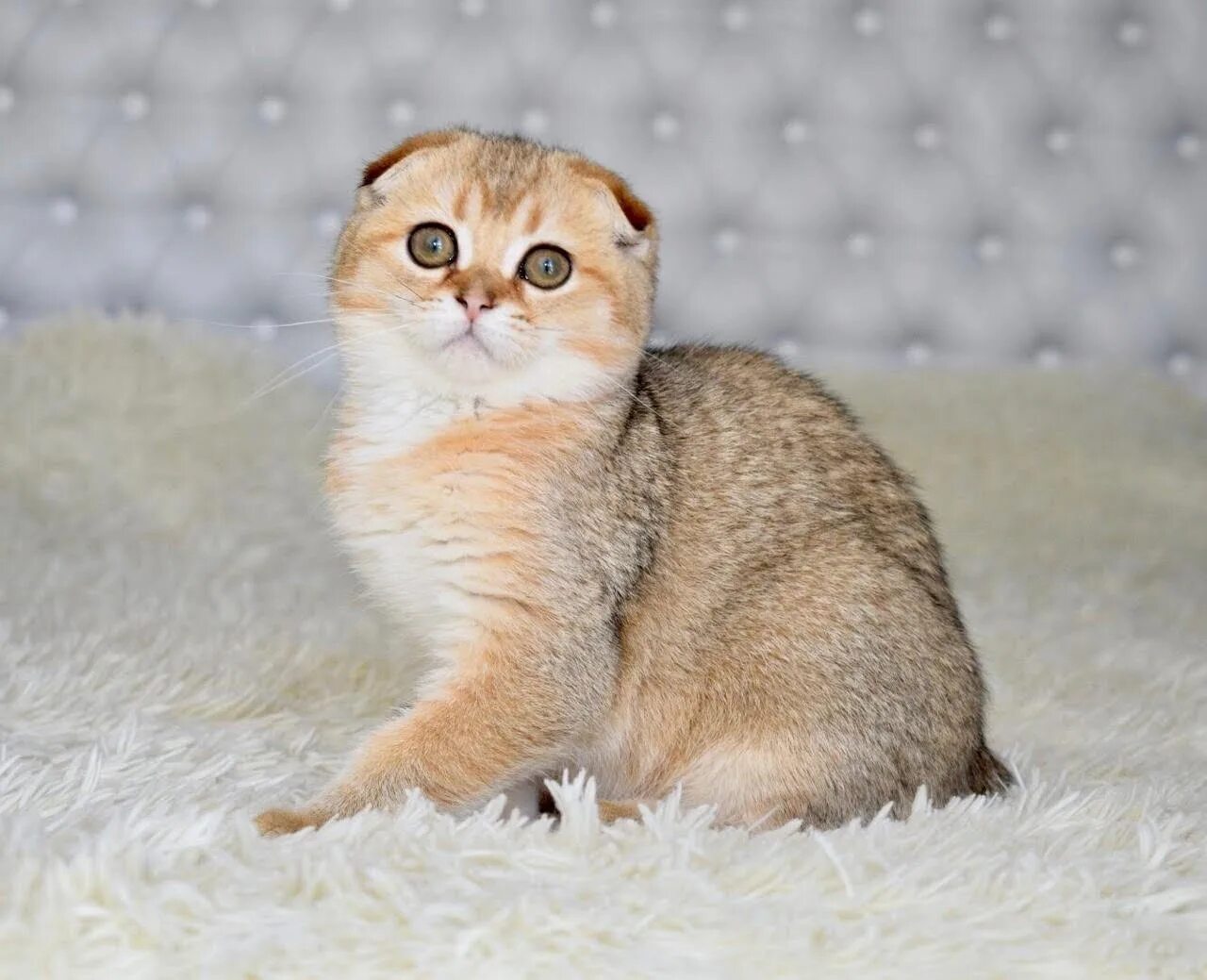 Котенок шиншилла фото вислоухий Кошка шотландская шиншилла - Окрас шиншилла у шотландской кошки. 1080x1920wallpa