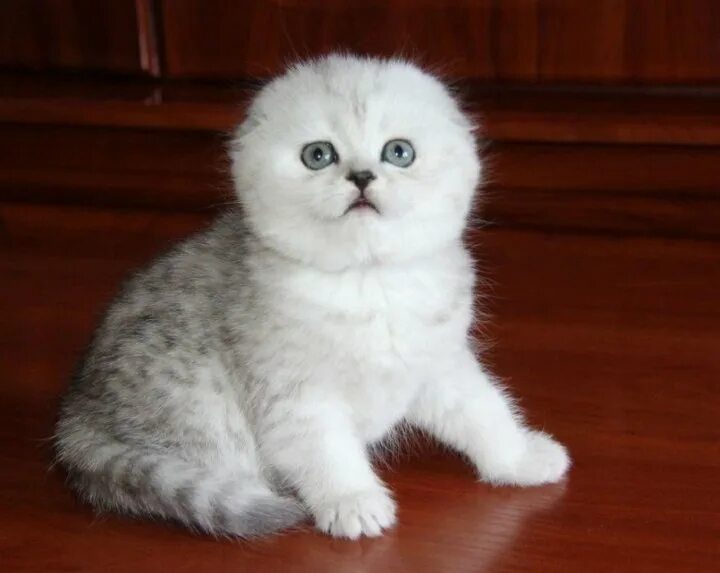 Котенок шиншилла фото вислоухий Неактивно