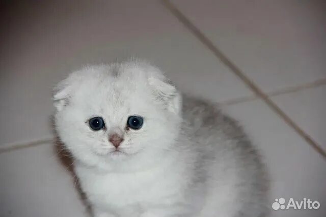 Котенок шиншилла фото вислоухий Шотландский котенок красавчик купить в Набережных Челнах Животные и зоотовары Ав