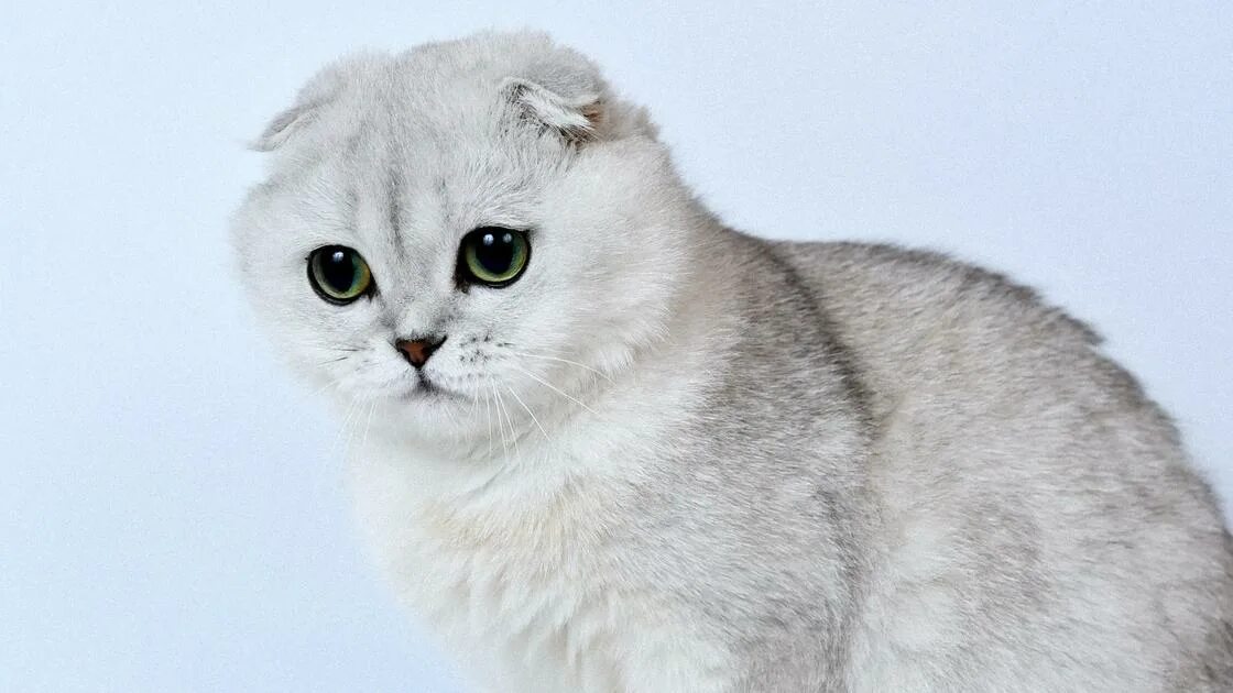 Котенок шиншилла фото вислоухий Шотландская вислоухая кошка: характер, описание породы скоттиш-фолд