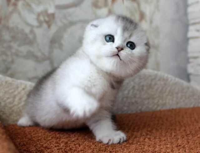 Котенок шиншилла фото вислоухий Неактивно
