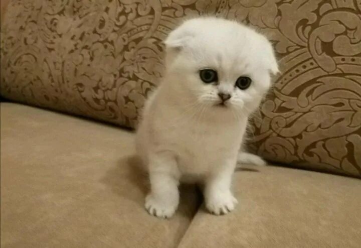 Котенок шиншилла фото вислоухий Неактивно