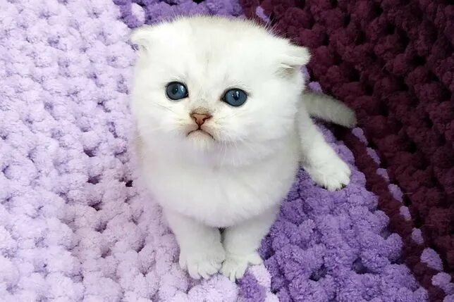 Котенок шиншилла фото вислоухий Вислоухий Кот Одеса - Коти в Одеська область - OLX.ua