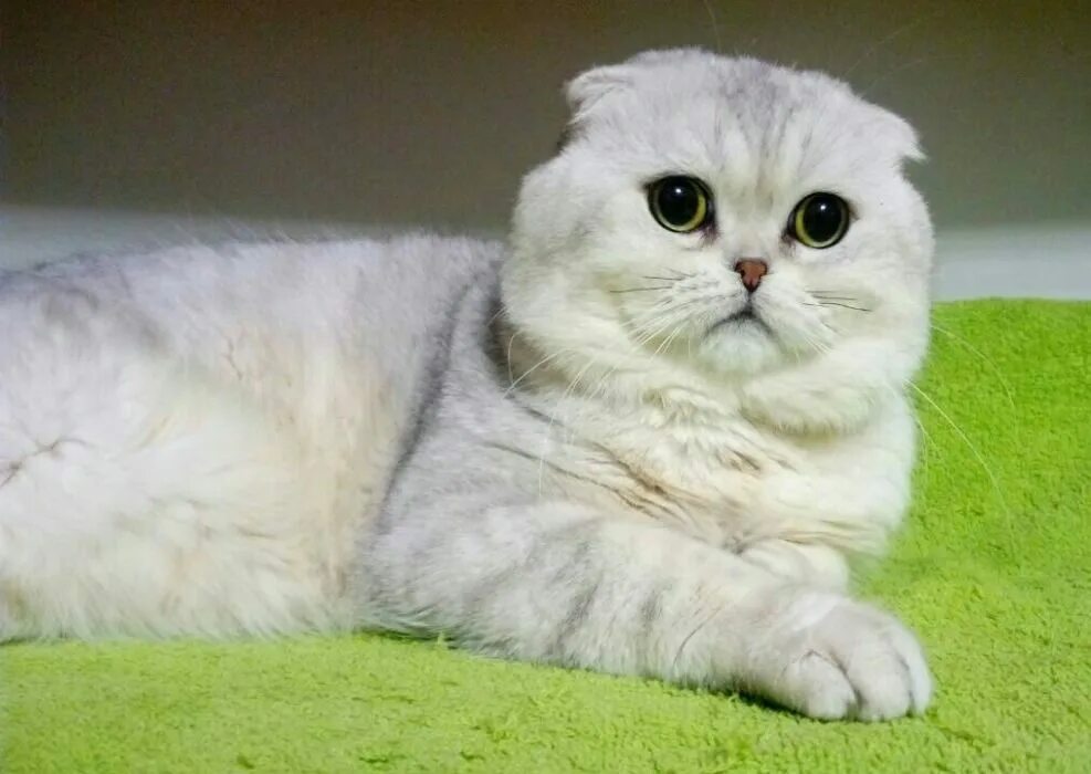 Котенок шиншилла фото вислоухий Вислоухие шиншиллы котята: найдено 90 изображений
