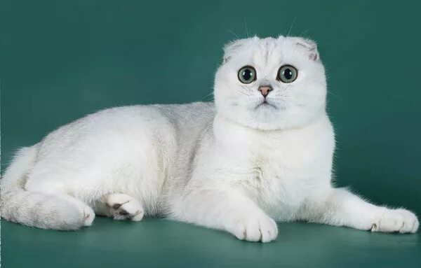 Котенок шиншилла фото вислоухий Ответы Mail.ru: Скоттиш фолд. Шиншилла
