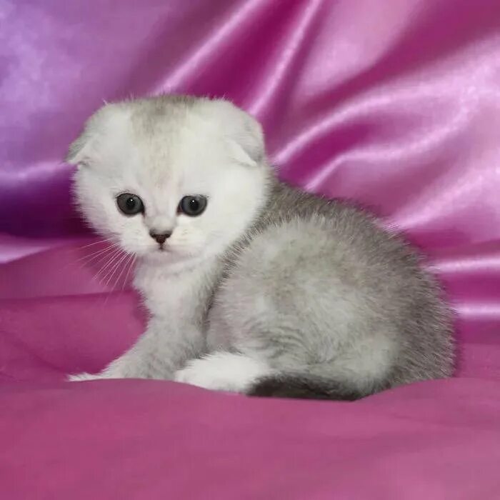 Котенок шиншилла фото вислоухий цена Серебристая шиншилла котята - купить в Новосибирске, цена 9 000 руб., продано 29