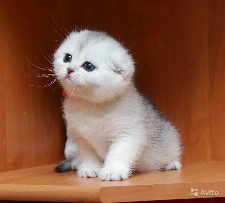 Котенок шиншилла фото вислоухий цена Вислоухая шиншилла 57 фото - ZooClever.ru
