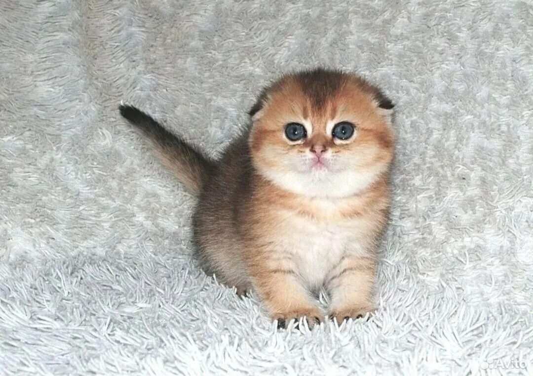 Котенок шиншилла фото вислоухий цена Золотой вислоухий котенок