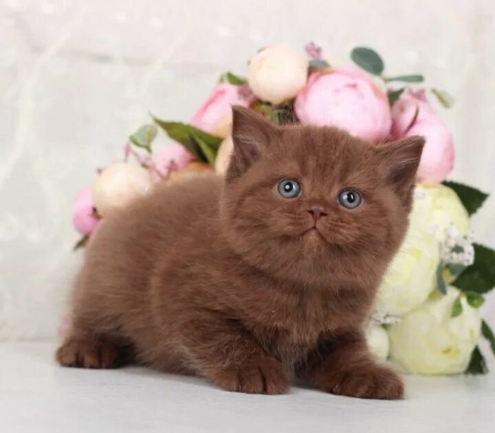Котенок шоколадного цвета фото Британские Котята Шоколад и серебристые шиншиллы/ - купить в Москве, цена 16 000