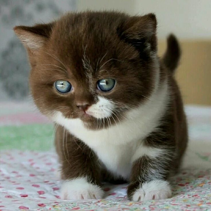 Котенок шоколадного цвета фото Quanto sono carino (♥ ω ♥ ) Котята, Домашние птицы, Кошки и котята