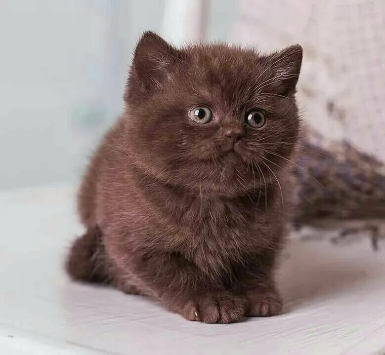 Котенок шоколадного цвета фото Британские котята с родословной.Шоколадная кошечка - купить в Красноярске, цена 