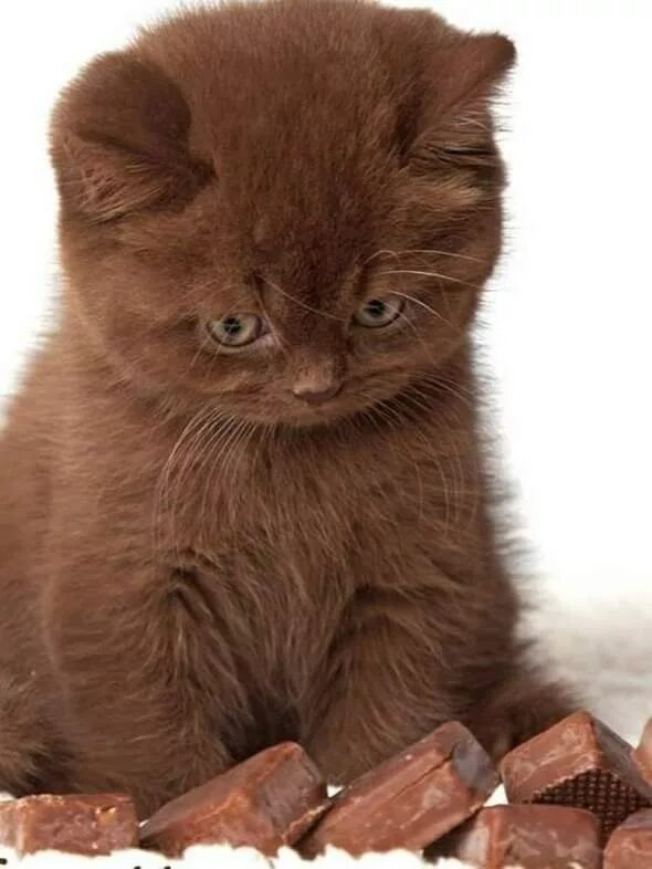 Котенок шоколадного цвета фото Pin by Svetik on Кошки Baby cats, Pretty cats, Cute little animals
