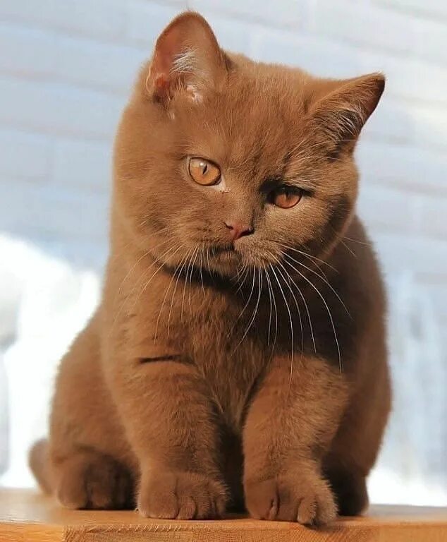 Котенок шоколадного цвета фото Дачные советы on Instagram: "ВСЕМ ДОБРОЕ УТРО И ХОРОШЕГО ДНЯ!!! Уши шоколадные, 