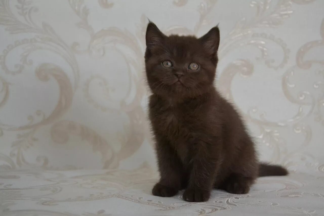 Котенок шоколадного цвета фото Питомник британских кошек #Helenson г Шадринск куплю / продам, барахолка, Сургут