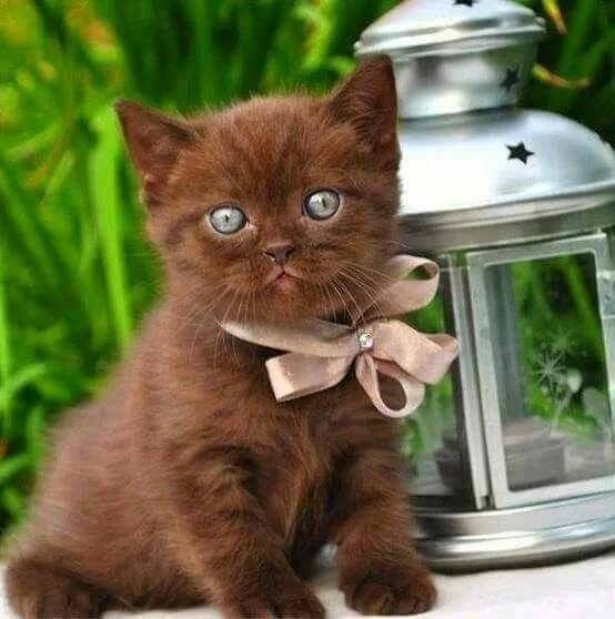 Котенок шоколадного цвета фото Pin by fátima borges on gatos Pretty cats, Kittens cutest, Crazy cats